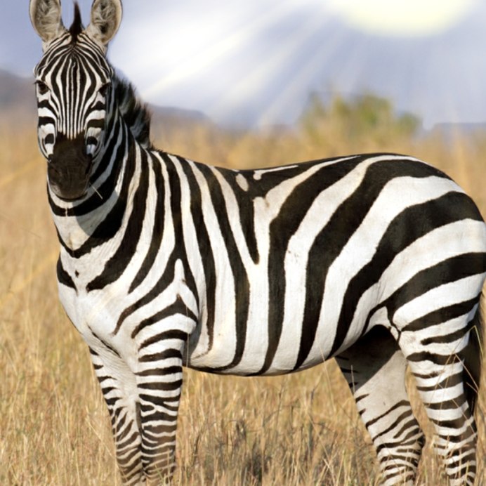 Равнинная Зебра фото