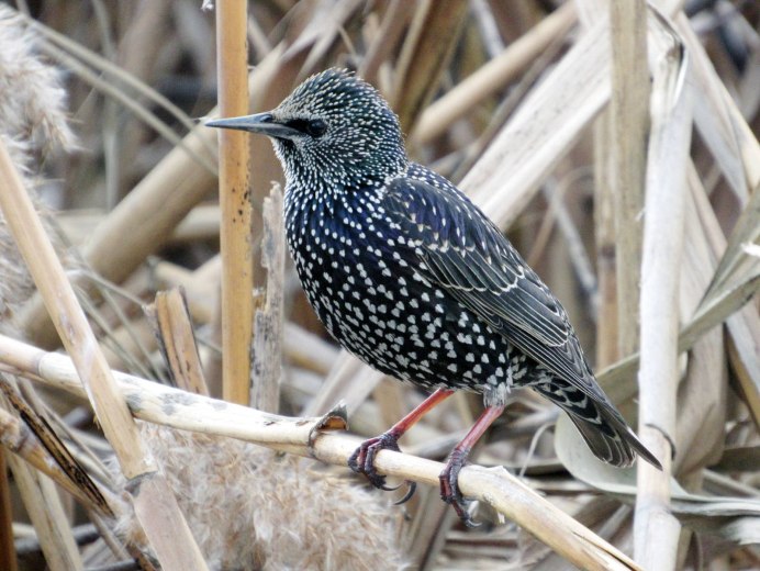 Серый Дрозд (Grey Catbird)