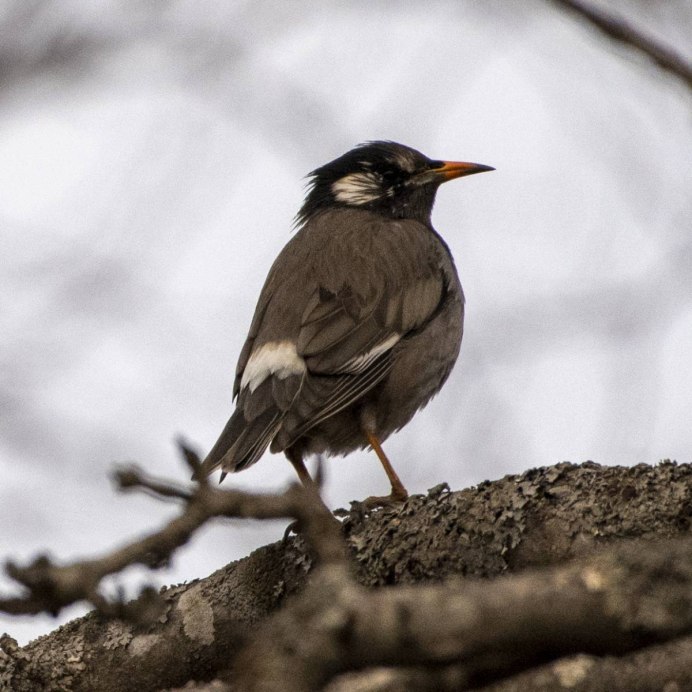 Sturnus cineraceus