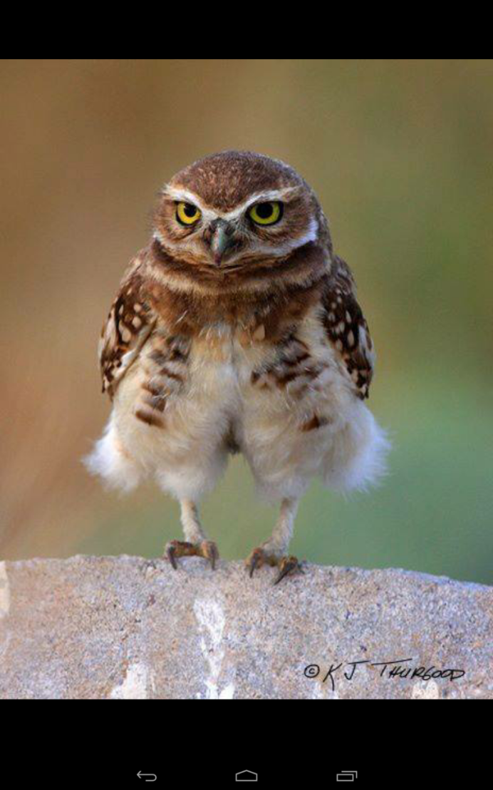 Смешные Совы