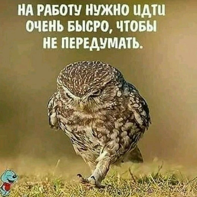 Очкастая Сова