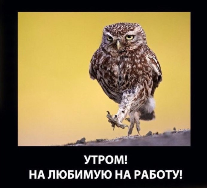 Лохматая Сова