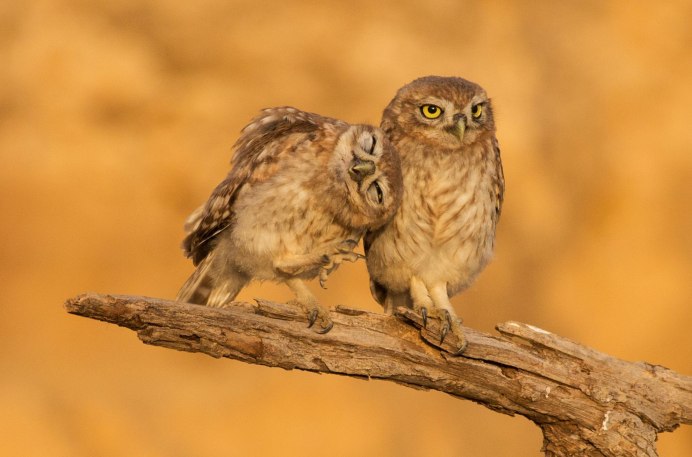 Сова обиделась