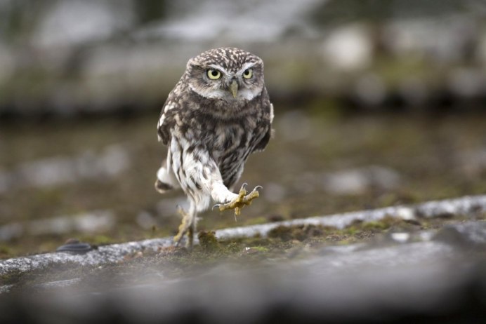 Цитаты про птиц и людей