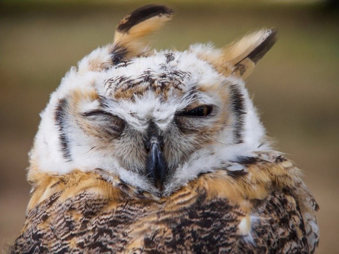 Забавные Совята