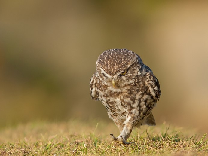 На любимую работу