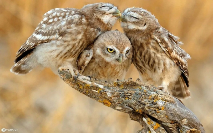 Сыч в дупле