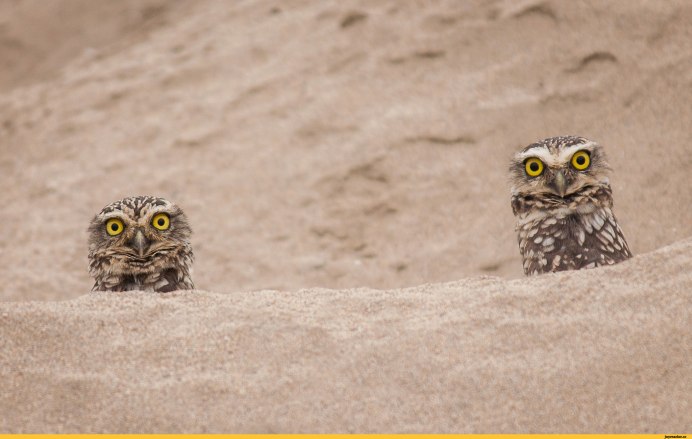 Шагающая Сова