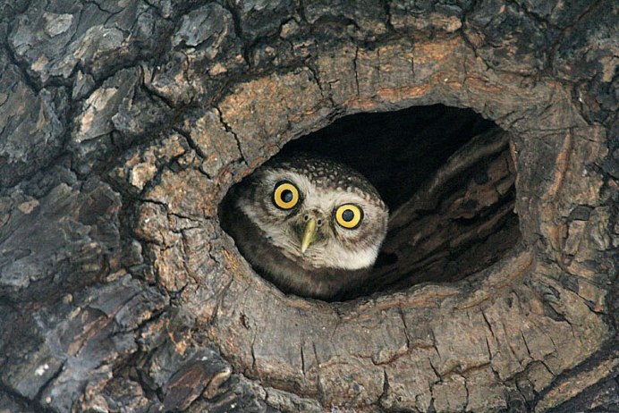 Сова копуша