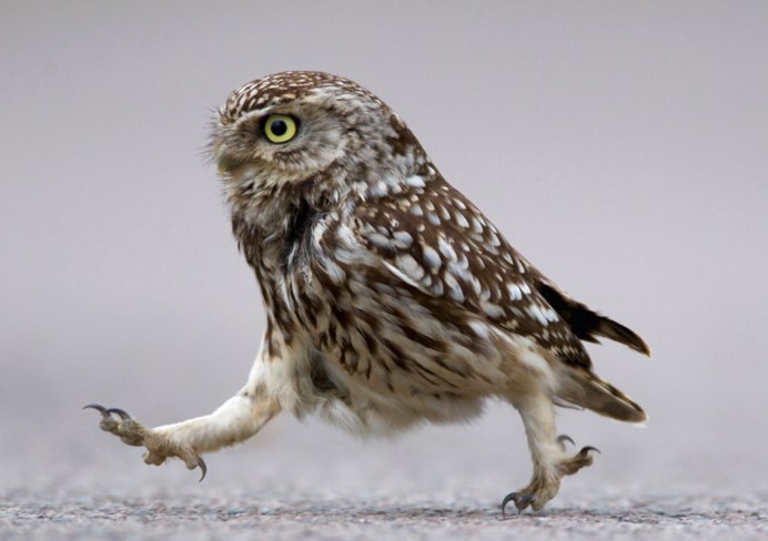 Филин и Сова