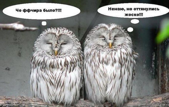 Прикольные Совы