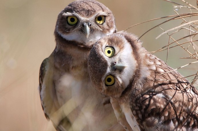 Новозеландская Сова-хохотунья