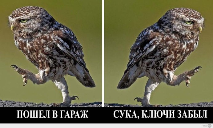 Ночная Сова.(Night Owl).1993