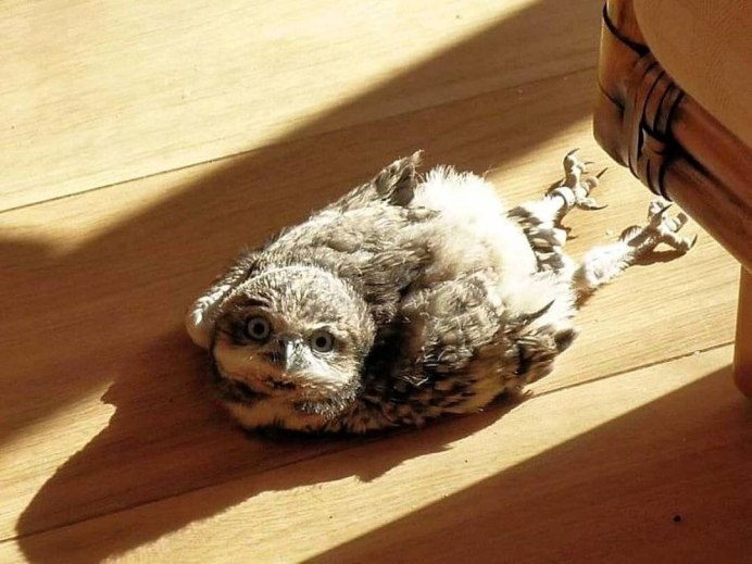 Повернутая голова