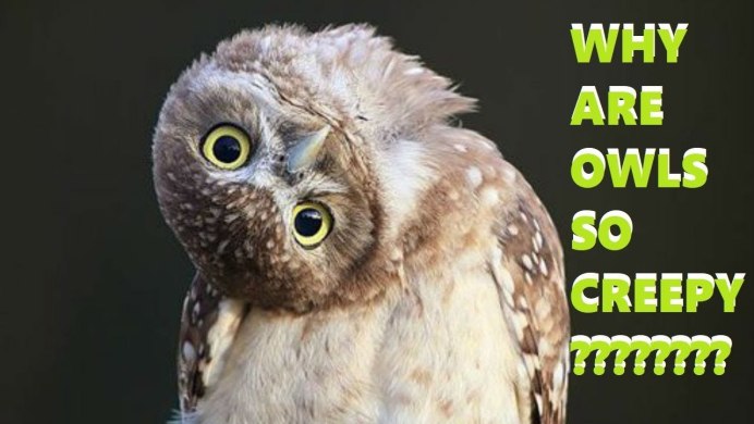 Промокший Совенок