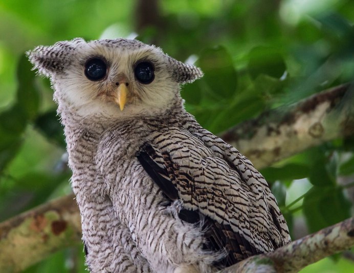 Сова прелесть