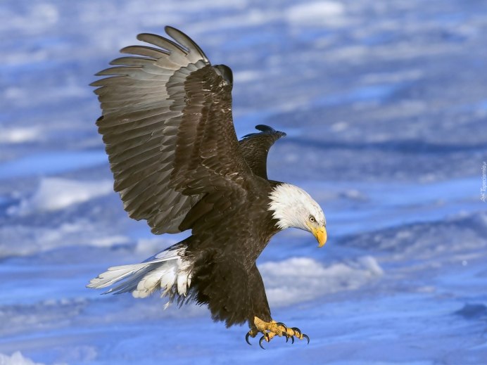 Honda Golden Eagle