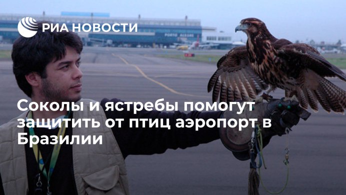 Красивый полет птиц