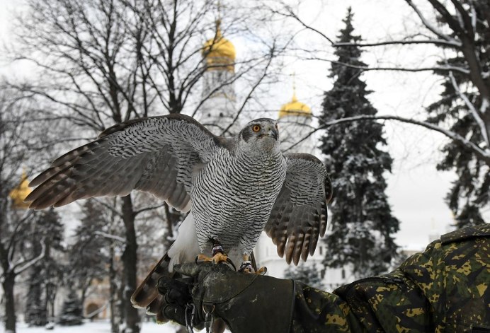 Сокол Сапсан в городе