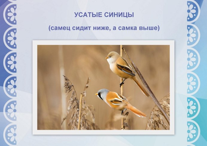 Большая синица самец и самка