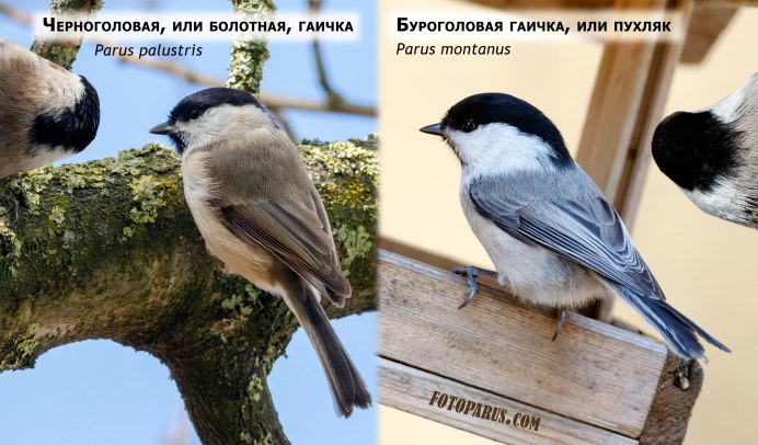 Лазоревка Плеске гибрид