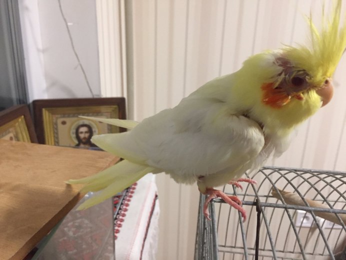 Гибрид кореллы