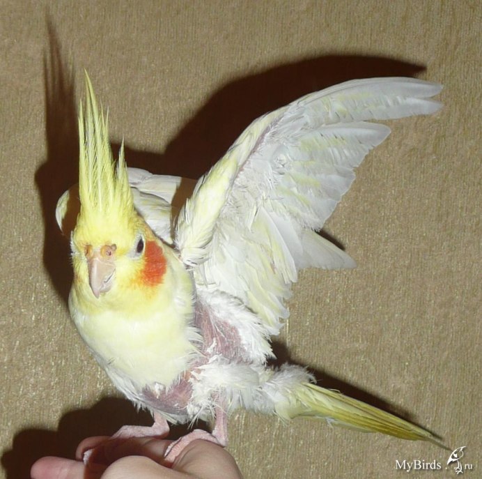 Корелла альбинос