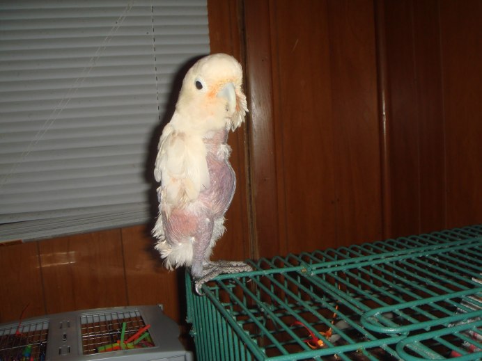 Корелла лютино