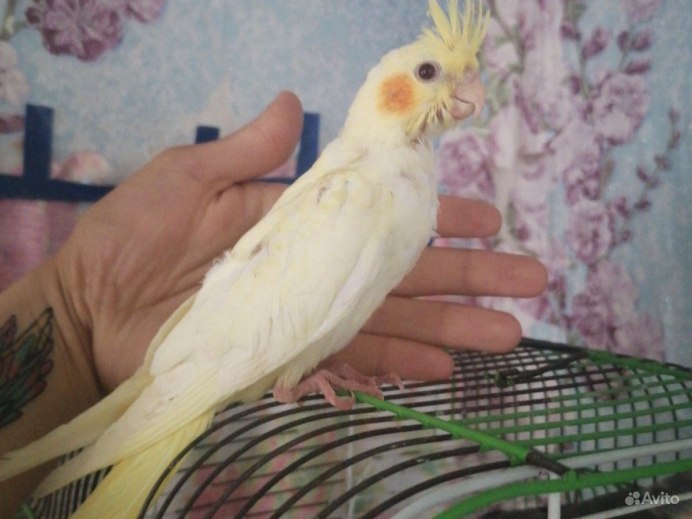 Линька у попугаев корелла