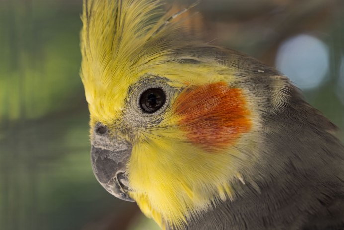 Корелла лютино
