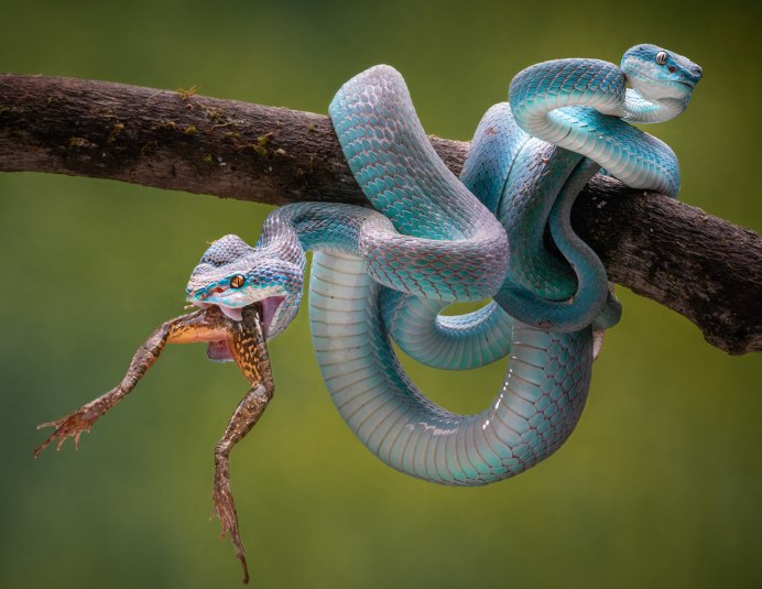 Bicefalia