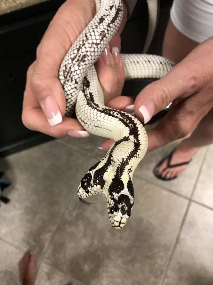 Королевская змея Калифорнийская Albino