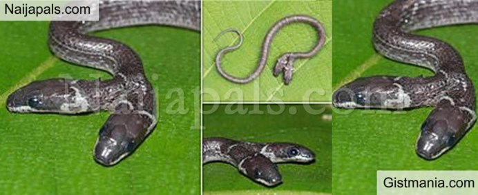 Королевская Кобра двухголовая
