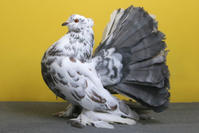 Балийский скворец (Leucopsar rothschildi)