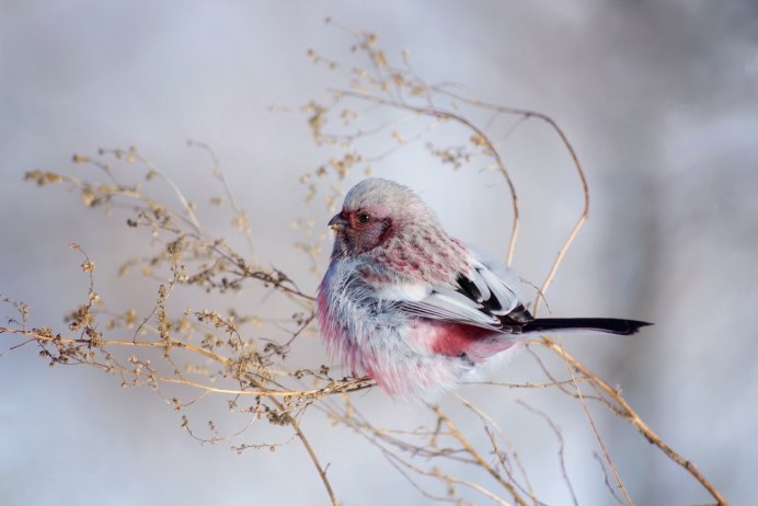 Long-tailed Rosefinch