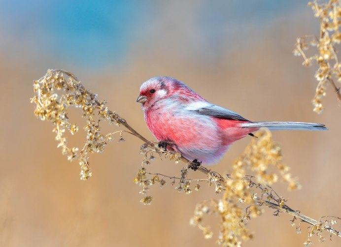 Урагус (длиннохвостая чечевица, длиннохвостый Снегирь) (Uragus sibiricus)