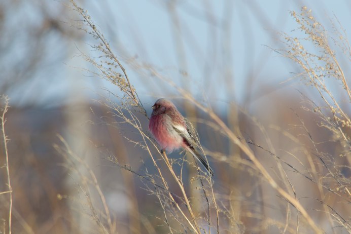 Uragus sibiricus