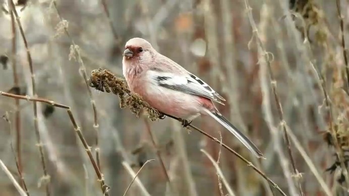 Uragus sibiricus