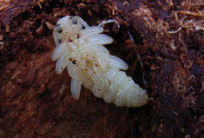 Rhagium Inquisitor личинка