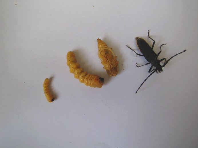Pupa species