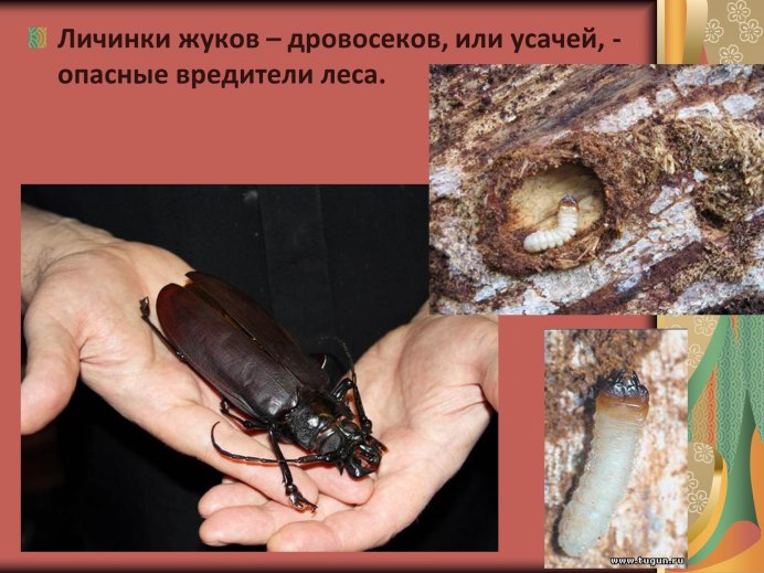 Жук короед личинка гусеница
