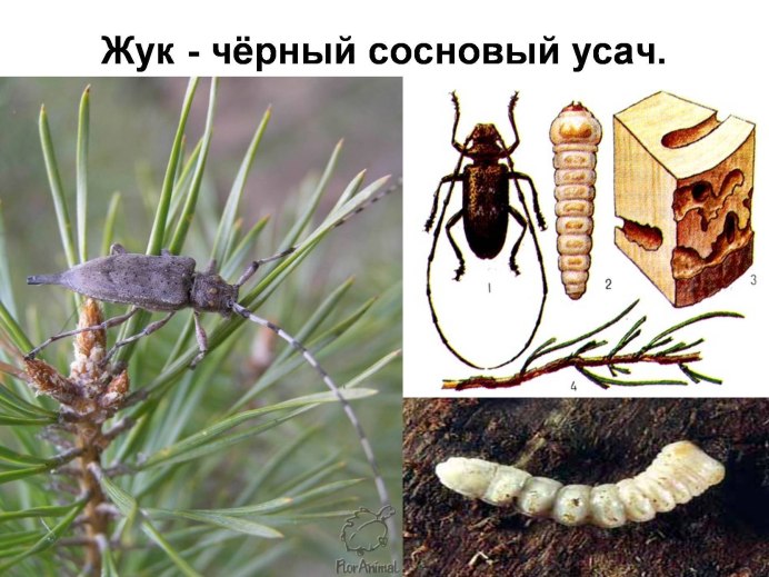 Сосновый короед усач