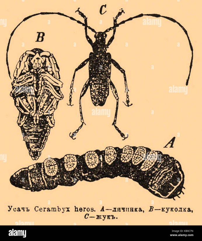 Куколка жука усача