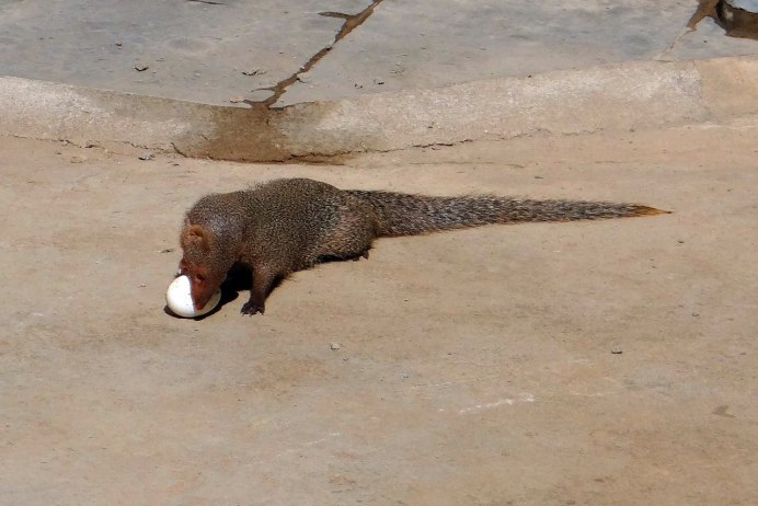 Indian Grey Mongoose