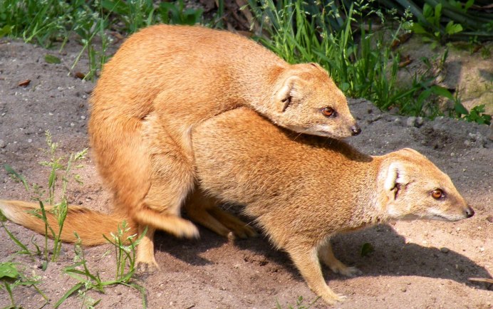 Короткохвостый Мангуст