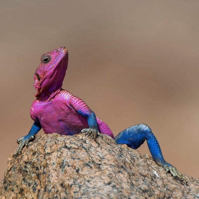 Розовая игуана Conolophus Marthae.