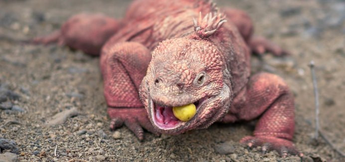 Aruba Whiptail Lizard