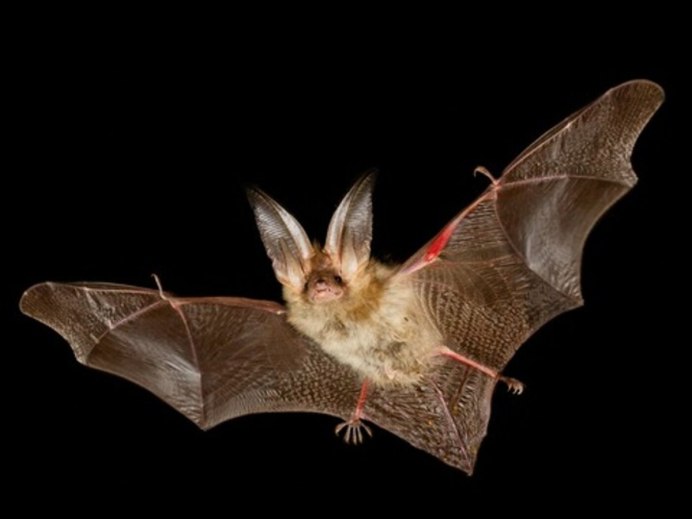 Калифорнийская Листоносая летучая мышь