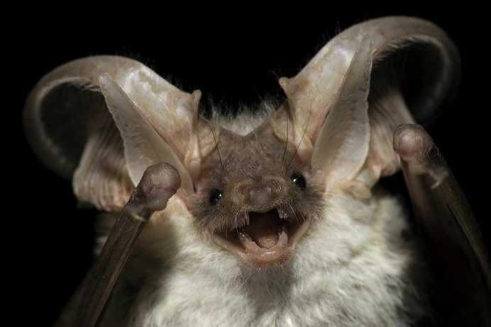 Крыланы Насекомоядные