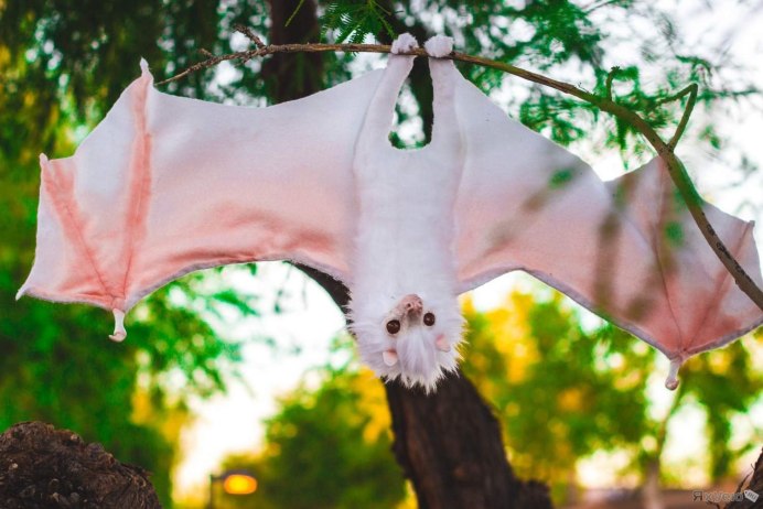 Летучая мышь ночница